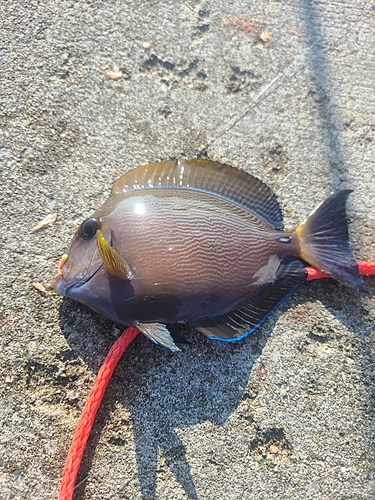 トカジャーの釣果