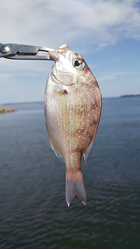 キスの釣果