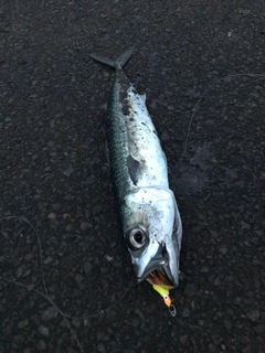 サバの釣果