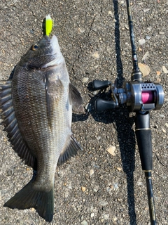 クロダイの釣果