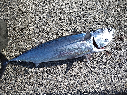 ソウダガツオの釣果