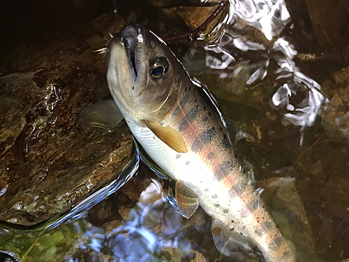 ヤマメの釣果