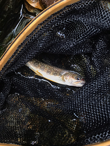 イワナの釣果