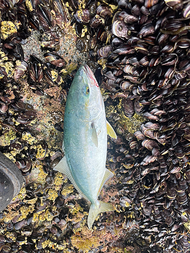 ワカシの釣果