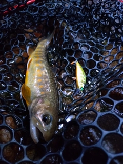 イワナの釣果