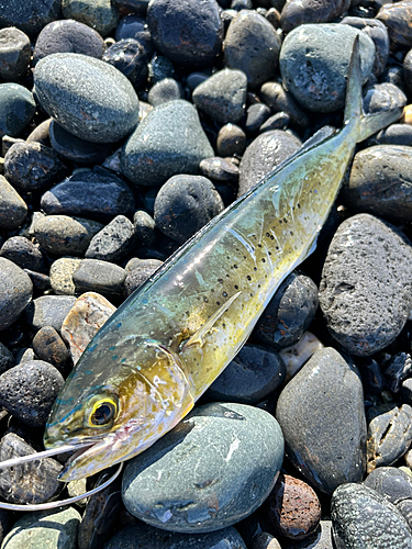 シイラの釣果