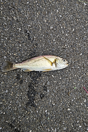 イシモチの釣果