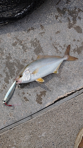 ショゴの釣果