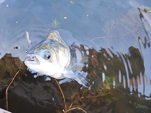 ヘラブナの釣果