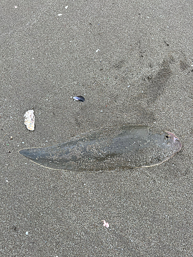 シタビラメの釣果