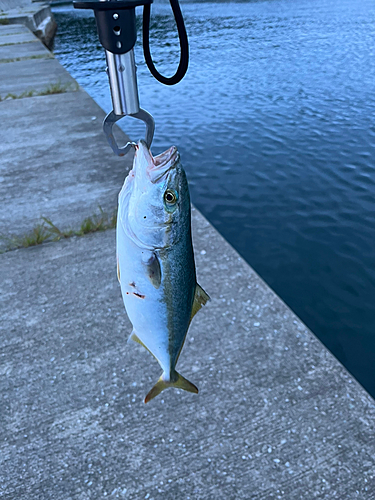 イナダの釣果