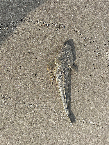 コチの釣果