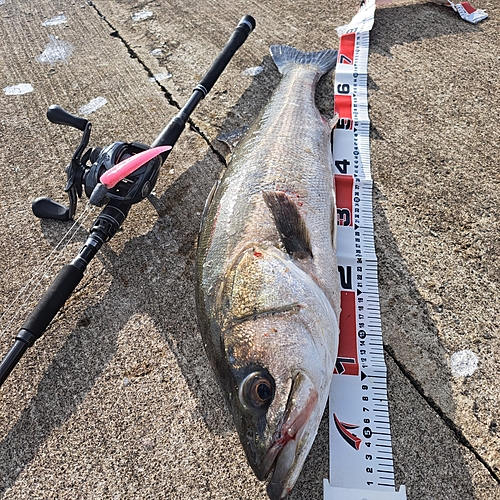 シーバスの釣果