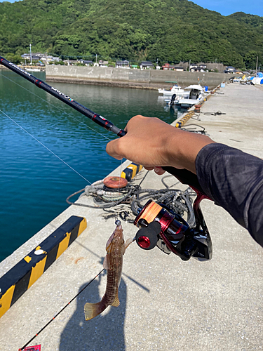 ベラの釣果