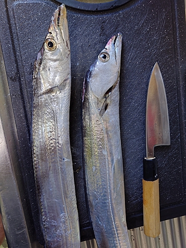 タチウオの釣果