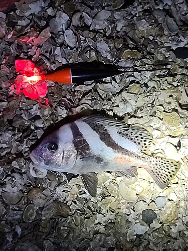 コショウダイの釣果