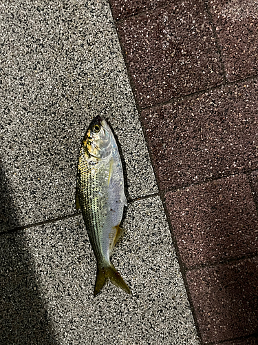 コノシロの釣果