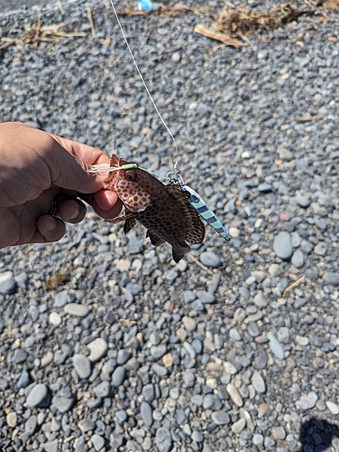 オオモンハタの釣果