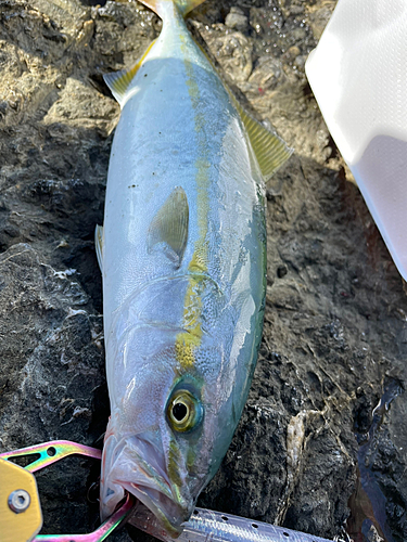 カンパチの釣果