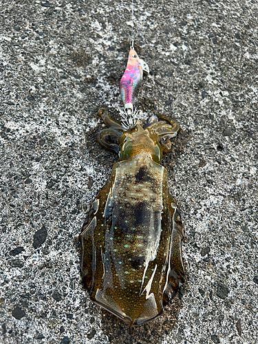 アオリイカの釣果