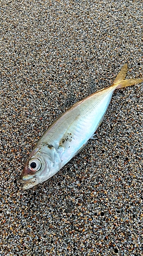 マアジの釣果