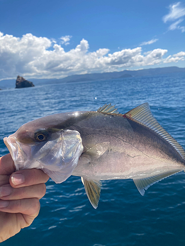 シオの釣果