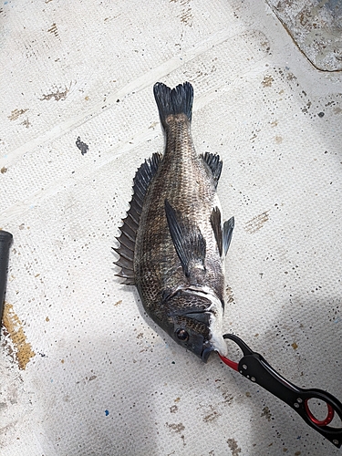 クロダイの釣果