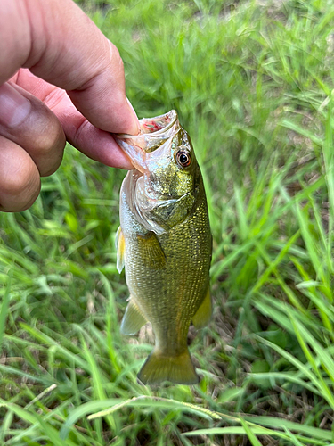 ラージマウスバスの釣果