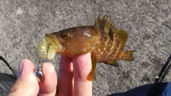 キジハタの釣果