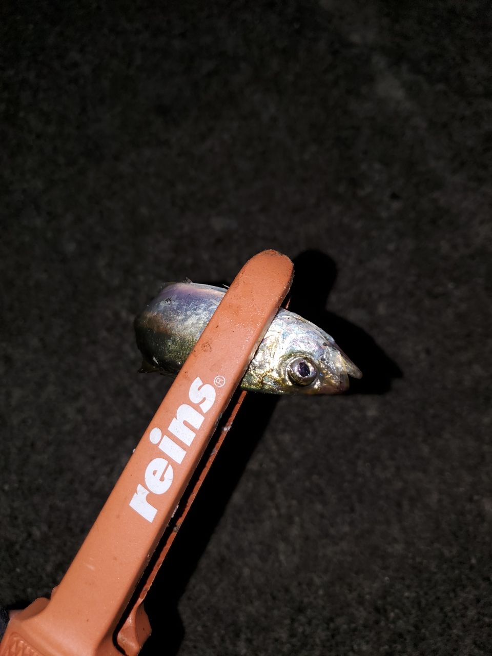アジ