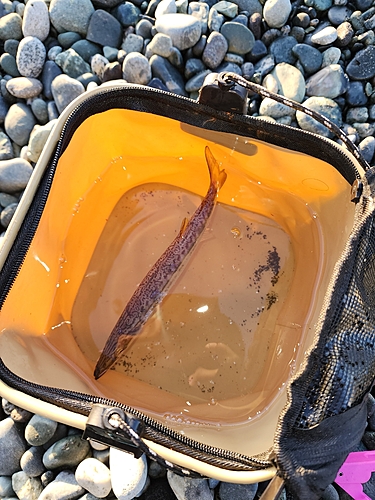 カマスの釣果