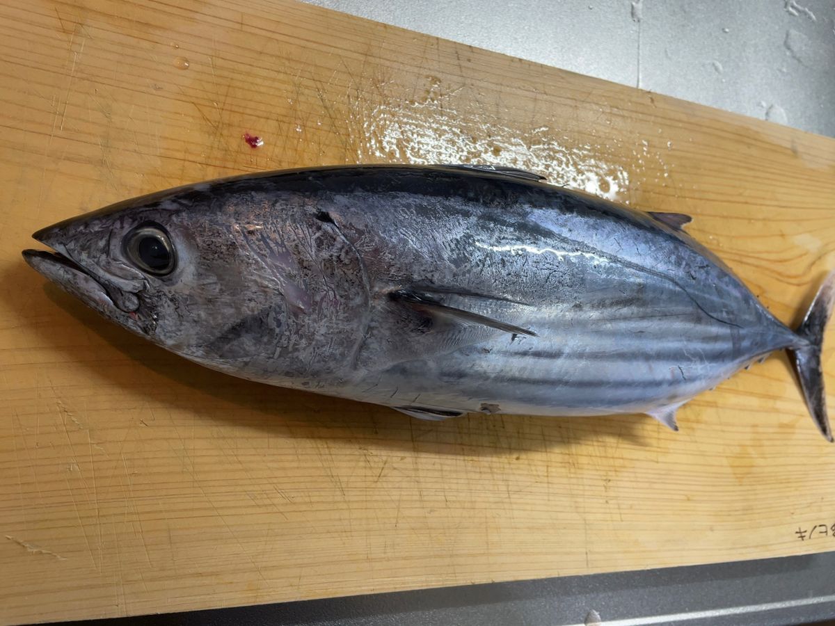 Flying Eagleさんの釣果 2枚目の画像