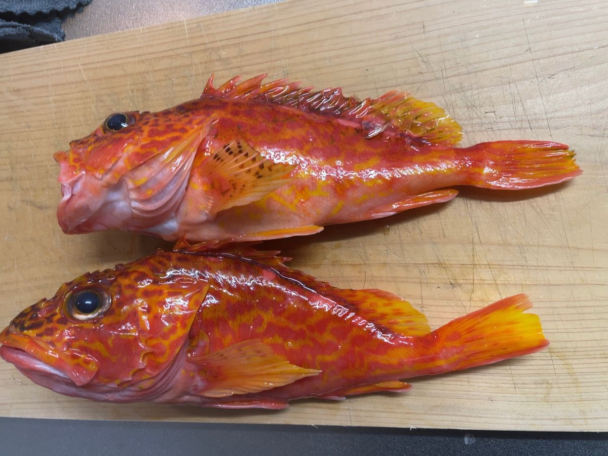 Flying Eagleさんの釣果 3枚目の画像