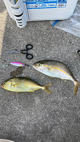 ショゴの釣果