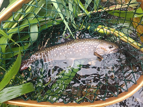 イワナの釣果