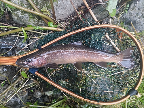 イワナの釣果