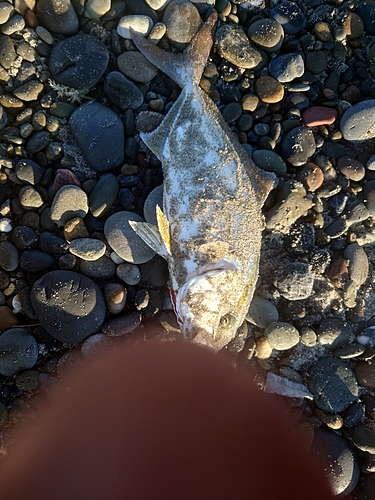 ショゴの釣果