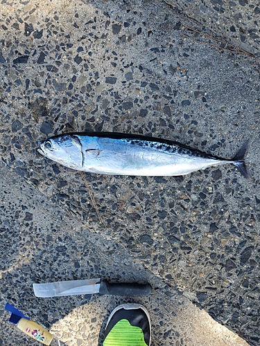 ソウダガツオの釣果