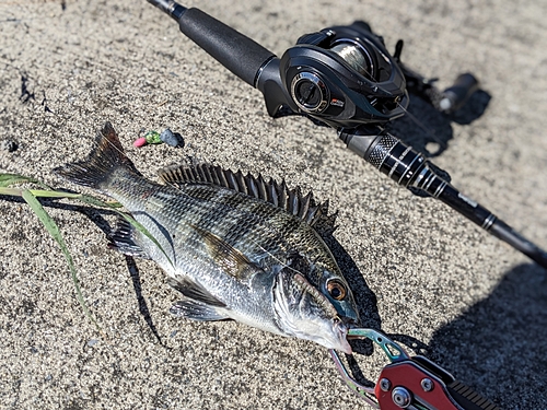 クロダイの釣果