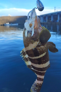 アオハタの釣果