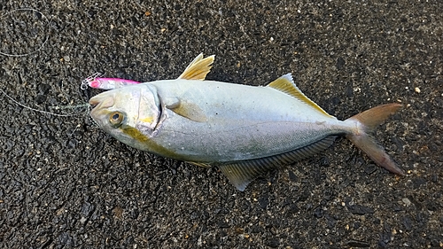 ショゴの釣果