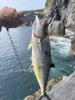 イケカツオの釣果