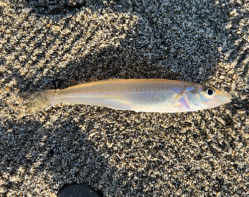 キスの釣果