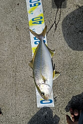 ショゴの釣果