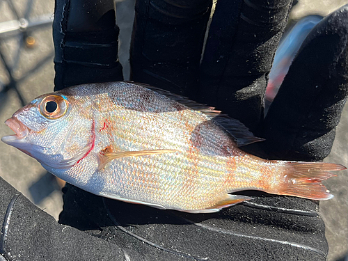 チャリコの釣果