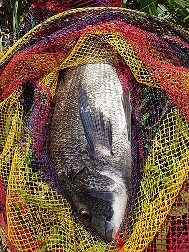 チヌの釣果