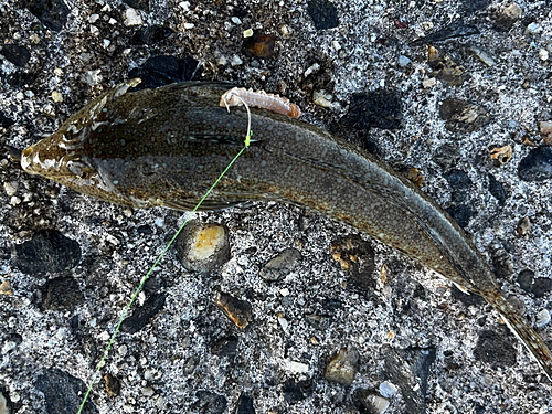 メゴチの釣果