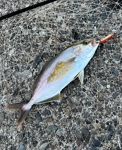 ショゴの釣果