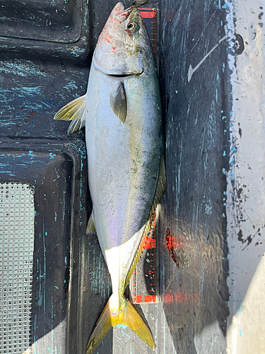 メジロの釣果