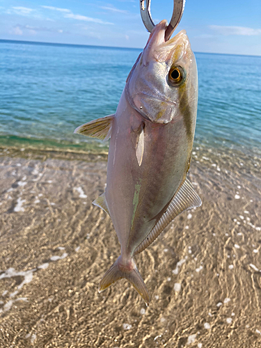 ショゴの釣果